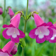 Penstemon Pensham Amelia Jayne